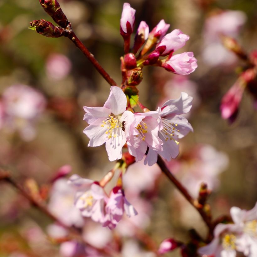 Cerisier à fleurs - Prunus kurilensis Ruby (Floraison)