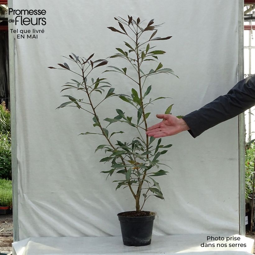 Example of Pseudopanax lessonii Dark Star - Houpara Pot de 2L/3L as you get in printemps