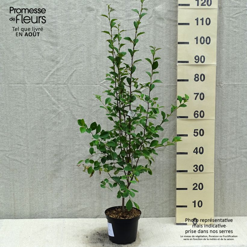 Spécimen de Pseudocydonia sinensis - Cognassier de Chine Pot de 3L/4L tel que livré en été