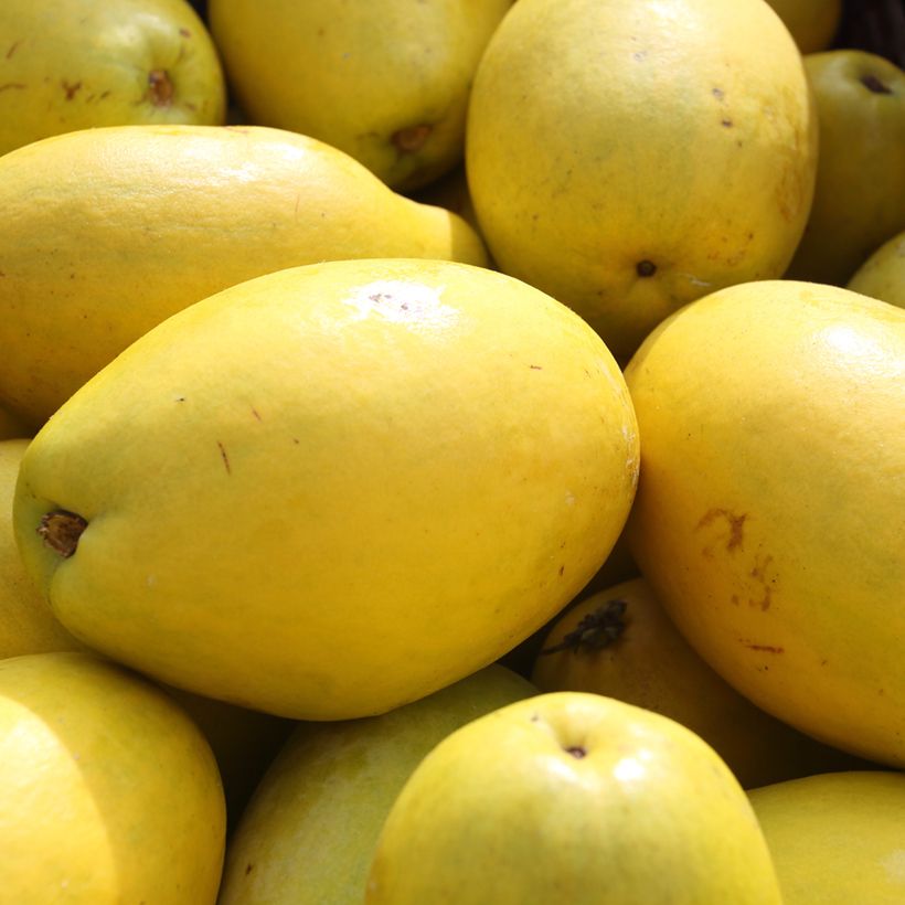 Pseudocydonia sinensis - Cognassier de Chine (Récolte)