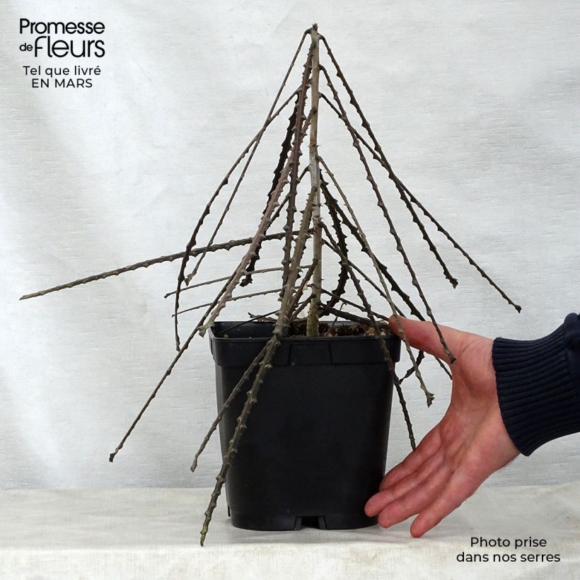 Example of Pseudopanax ferox Pot de 2L/3L as you get in printemps