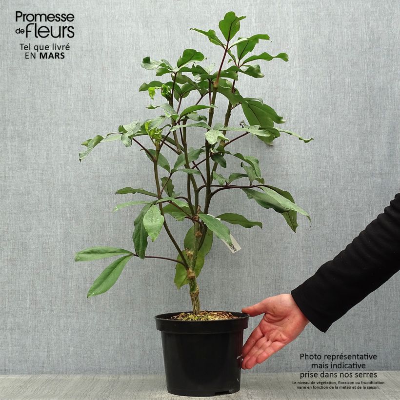 Example of Pseudopanax laetus  Pot de 3L/4L as you get in printemps