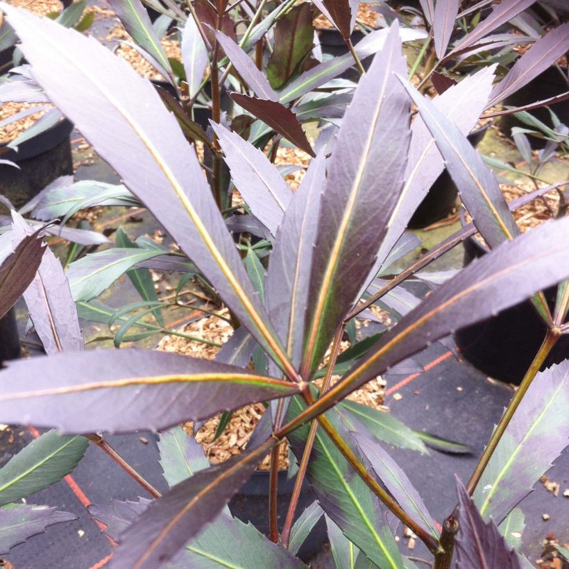 Pseudopanax lessonii Dark Star - Houpara (Foliage)