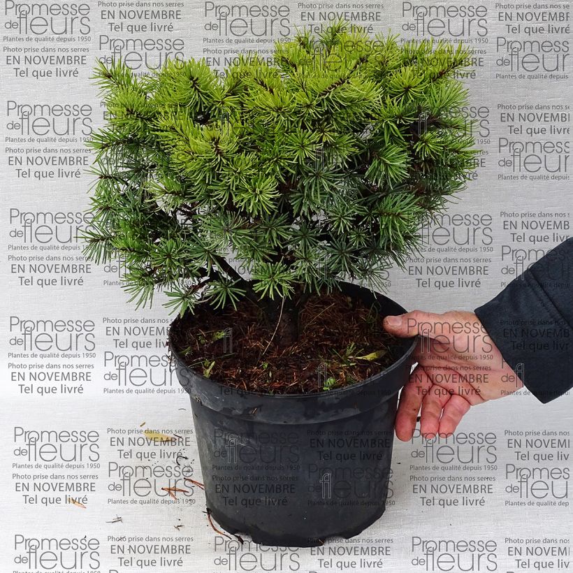 Exemple de spécimen de Pseudotsuga menziesii Bhiela Lhota - Douglas Pot de 4L/5L tel que livré