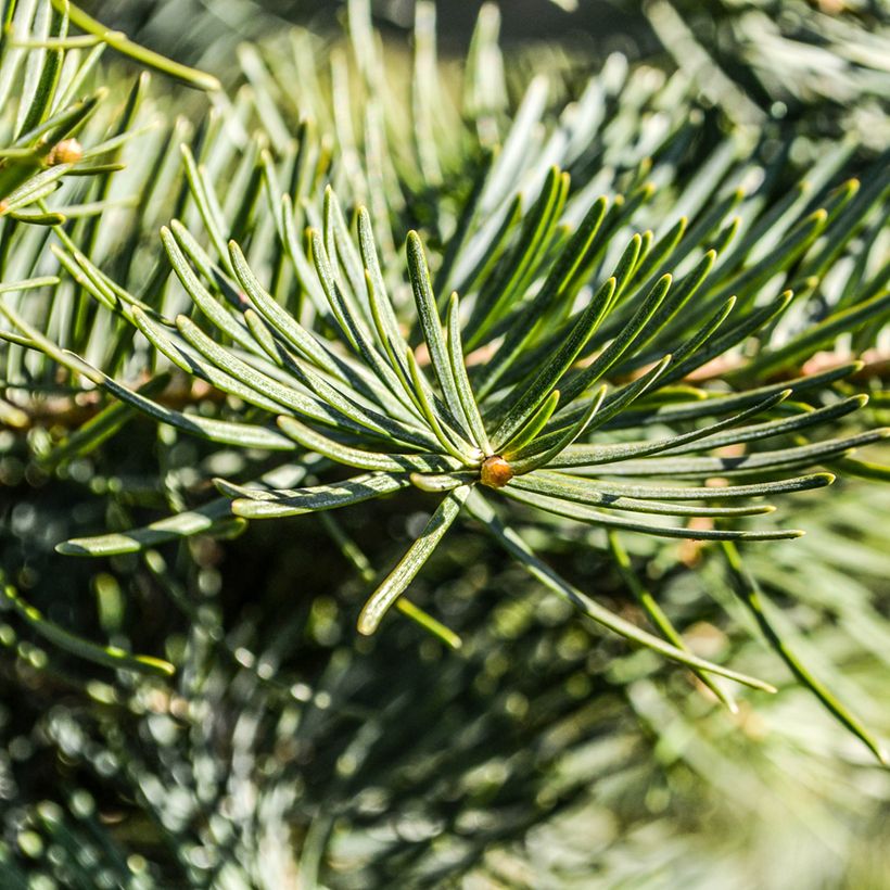 Pseudotsuga menziesii (= P.douglasii) - Pin Douglas, Pin d'Oregon, Sapin de Douglas (Foliage)