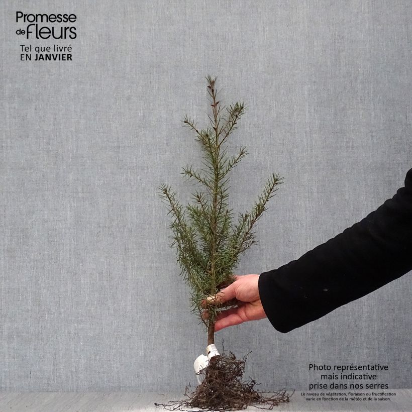 Example of Pseudotsuga menziesii (= P.douglasii) - Pin Douglas, Pin d'Oregon, Sapin de Douglas Racines nues as you get in hiver