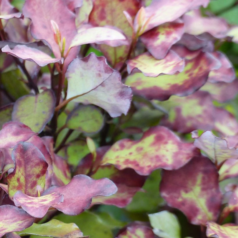 Pseudowintera colorata Red Leopard (Feuillage)