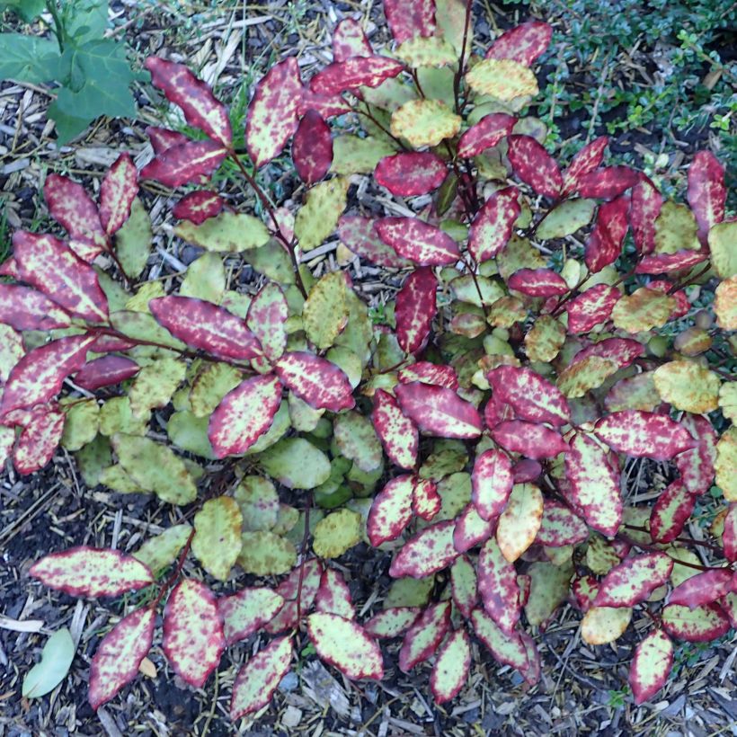 Pseudowintera colorata Red Leopard (Port)