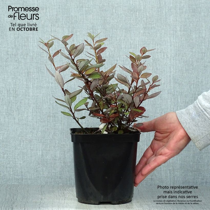 Spécimen de Pseudowintera colorata -  Drimys colorata Pot de 2L/3L tel que livré en automne