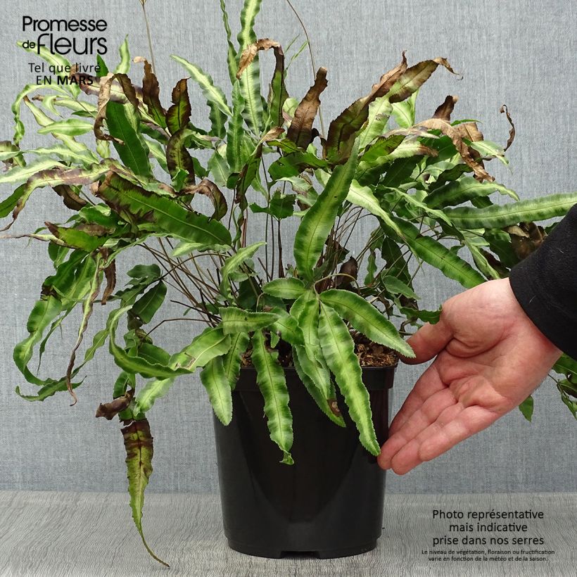Spécimen de Pteris nipponica - Fougère Pot de 3L/4L tel que livré au printemps