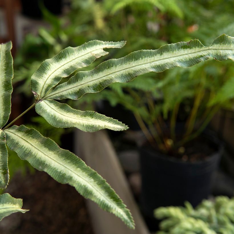 Pteris nipponica - Fougère (Feuillage)