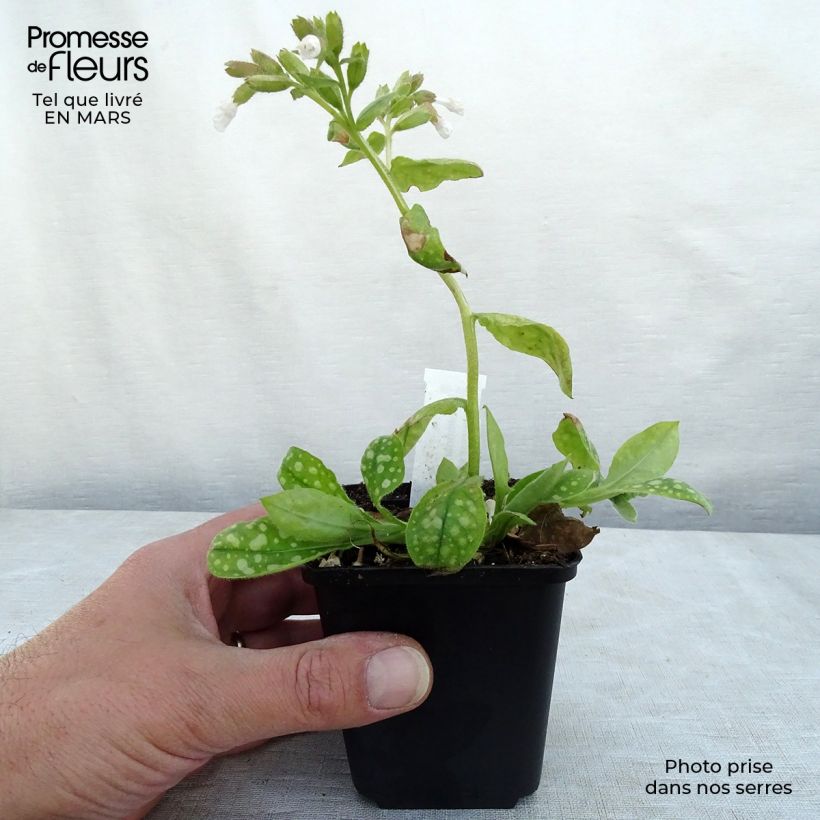 Spécimen de Pulmonaire Ice Balle Godet de 8/9 cm tel que livré au printemps