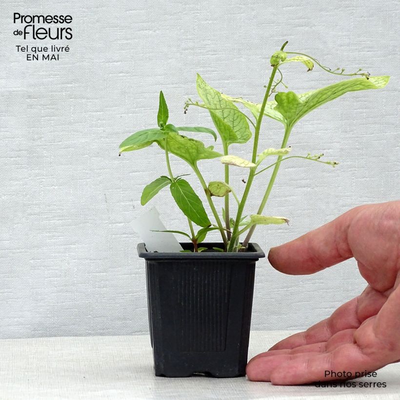 Spécimen de Pulmonaire Silver Bouquet - Pulmonaria saccharata Godet de 8/9 cm tel que livré au printemps