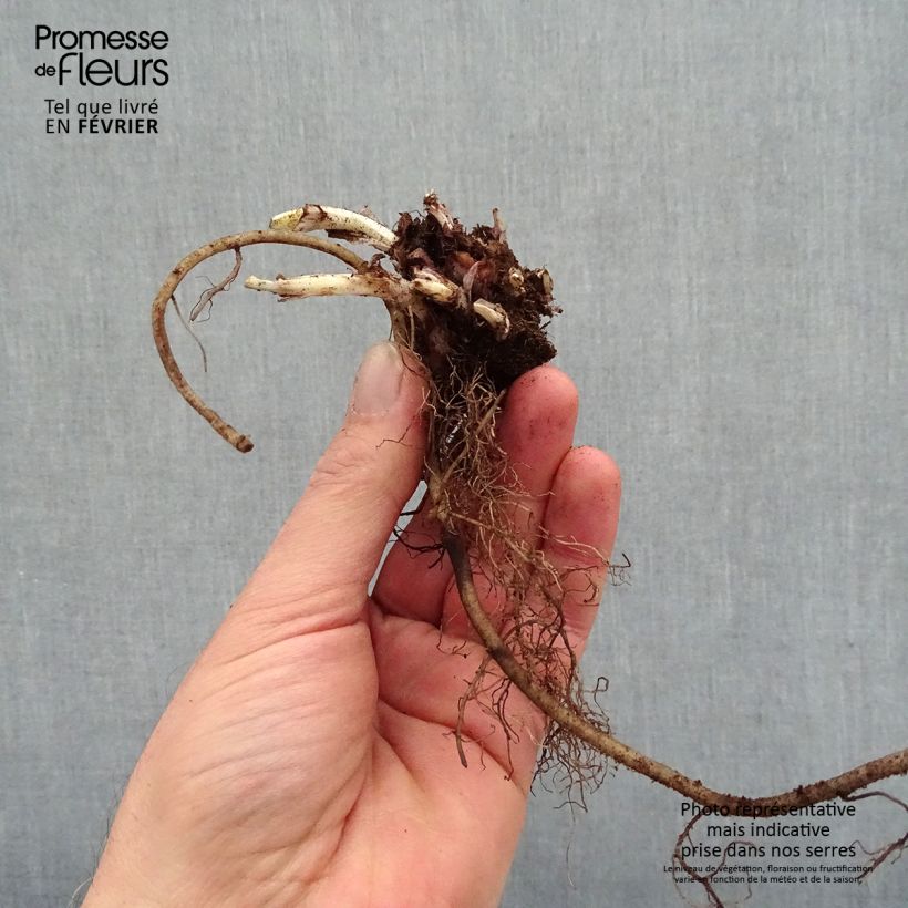Spécimen de Pulmonaire Silver Bouquet - Pulmonaria saccharata Racines nues, Qualité premium tel que livré en hiver