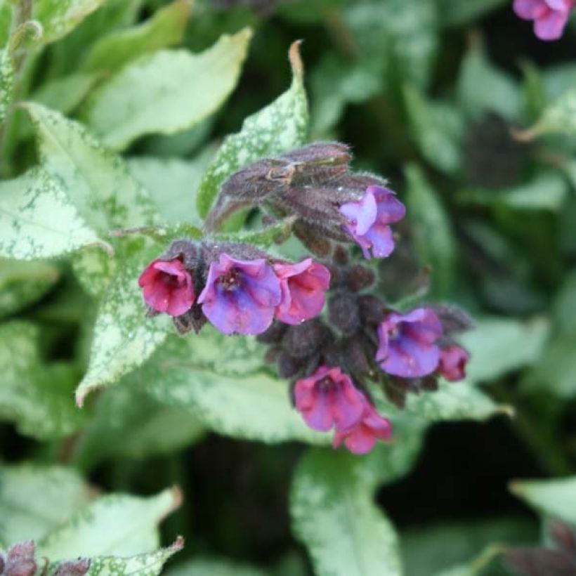 Pulmonaire hybride - Pulmonaria Majesté (Flowering)