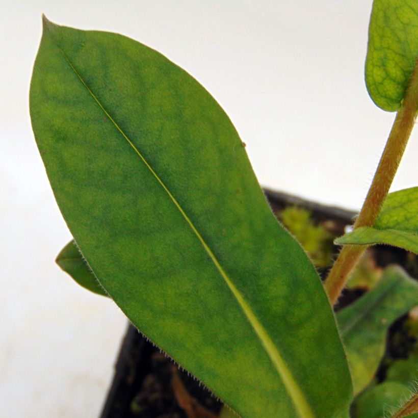 Pulmonaire hybride - Pulmonaria Blue Ensign (Foliage)