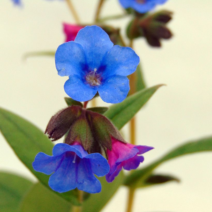 Pulmonaire hybride - Pulmonaria Blue Ensign (Flowering)