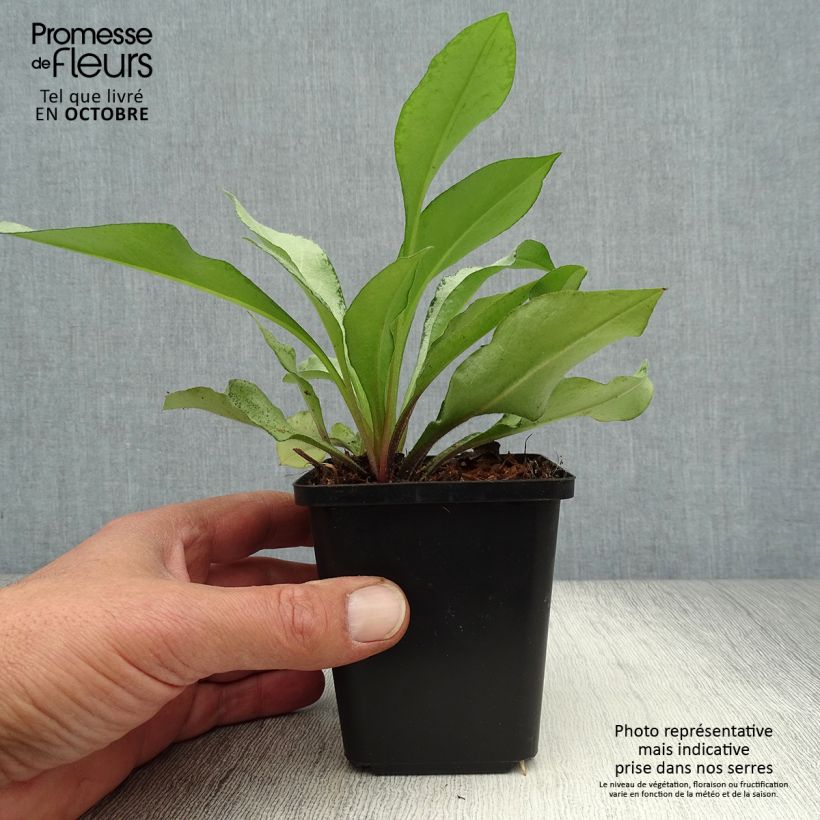 Spécimen de Pulmonaire hybride - Pulmonaria Diana Clare Godet de 8/9 cm tel que livré en automne