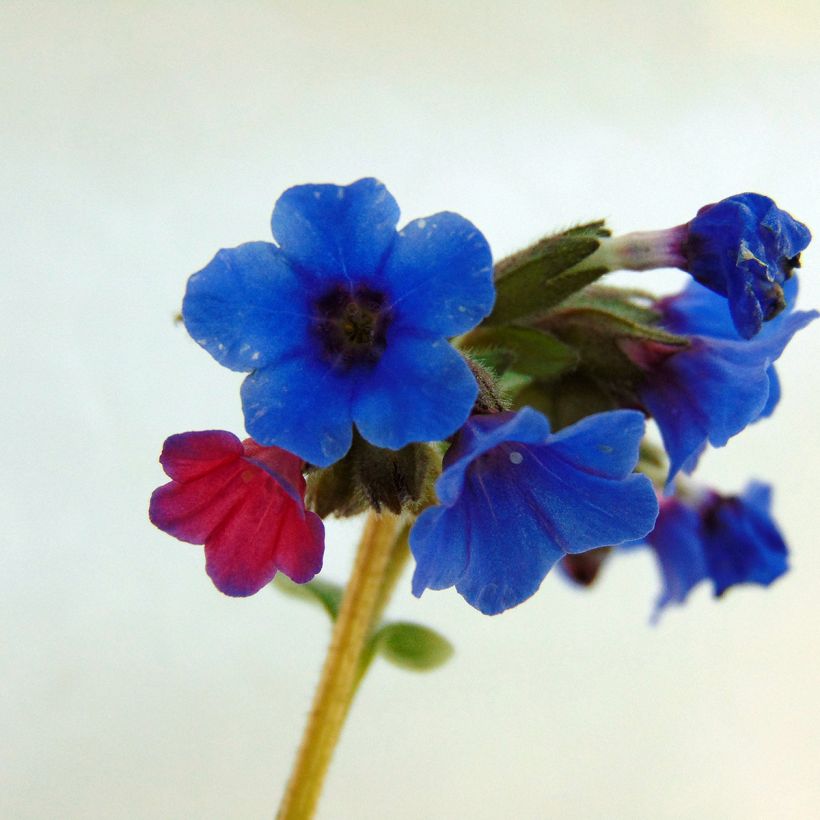 Pulmonaire hybride - Pulmonaria Margery Fish (Flowering)