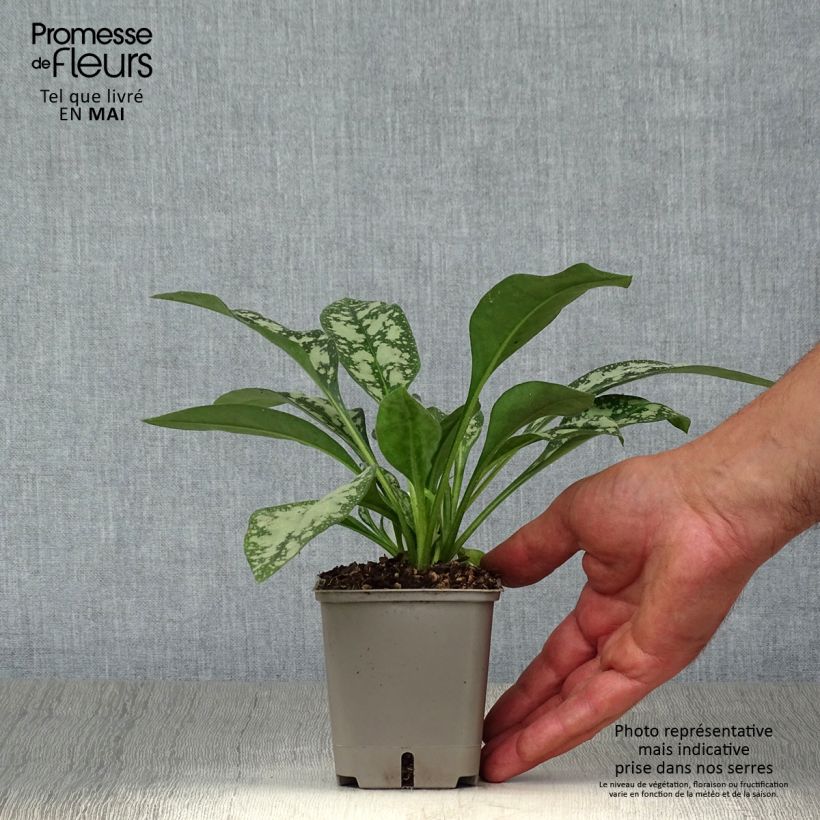 Example of Pulmonaire hybride - Pulmonaria Opal Godet de 8/9 cm as you get in printemps