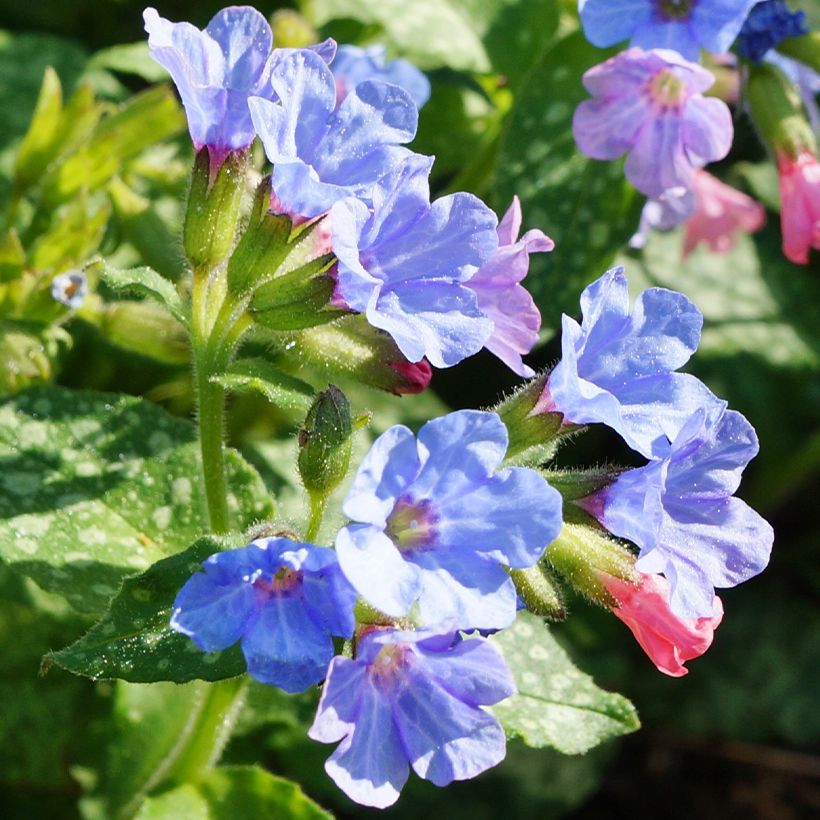 Pulmonaire hybride - Pulmonaria Twinkle Toes (Floraison)