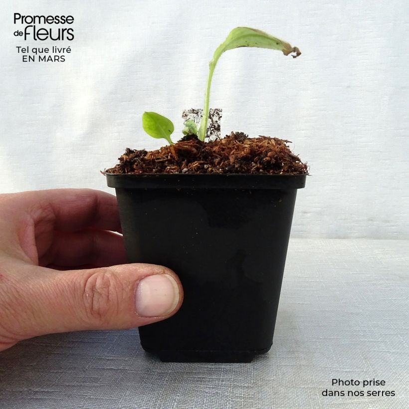 Spécimen de Pulmonaire hybride Victorian Brooch Godet de 8/9 cm tel que livré au printemps