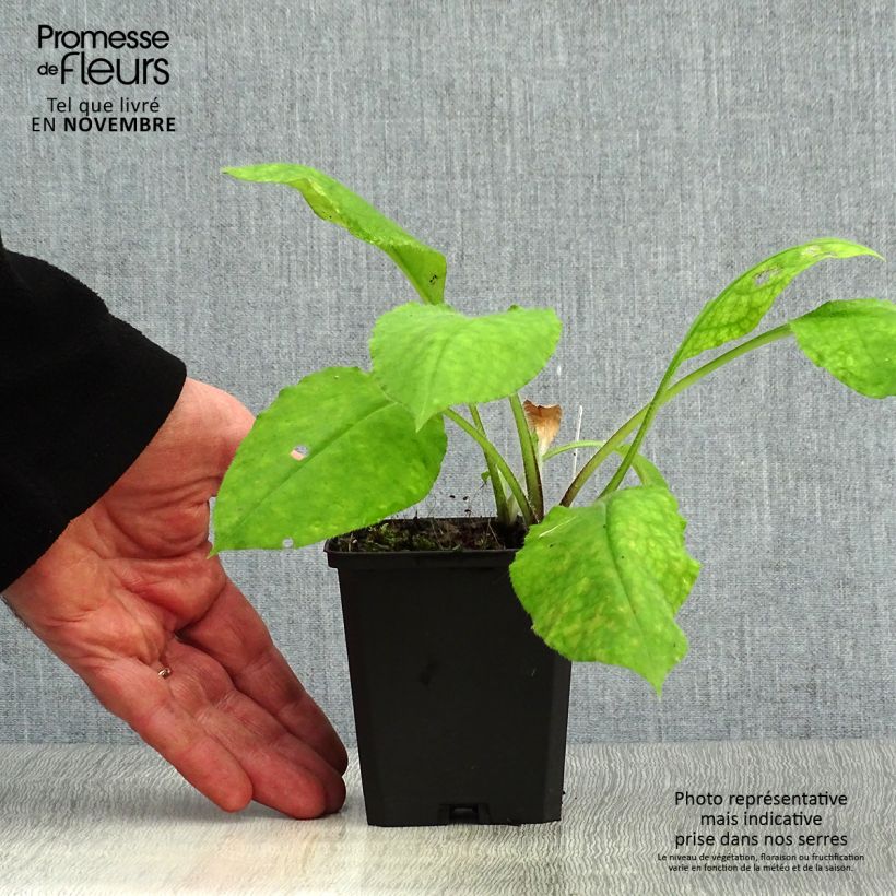 Spécimen de Pulmonaire rouge - Pulmonaria rubra Godet de 8/9 cm tel que livré en automne