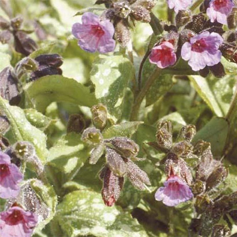 Pulmonaire hybride - Pulmonaria Apple Frost (Flowering)