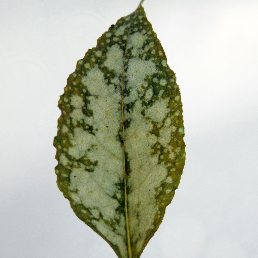 Pulmonaire hybride - Pulmonaria Apple Frost (Foliage)