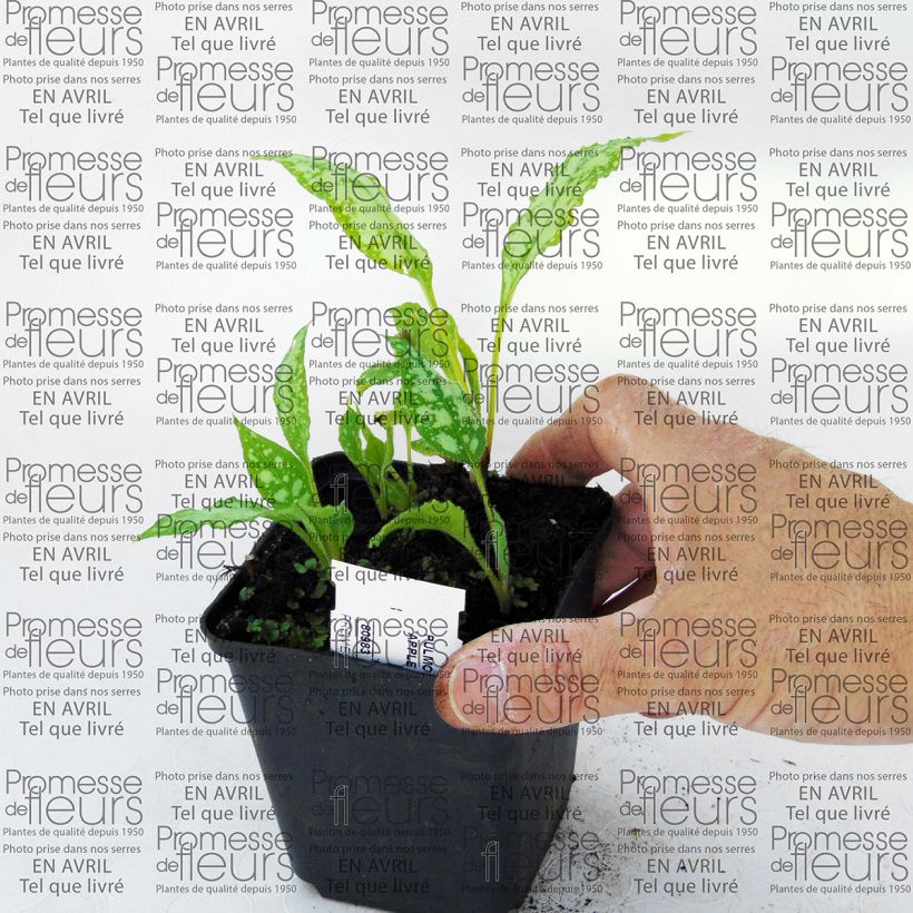 Example of Pulmonaire hybride - Pulmonaria Apple Frost Godet de 8/9 cm as you get