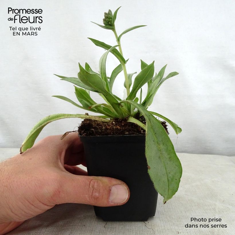 Example of Pulmonaria Samourai - Pulmonaire hybride Godet de 8/9 cm as you get in printemps
