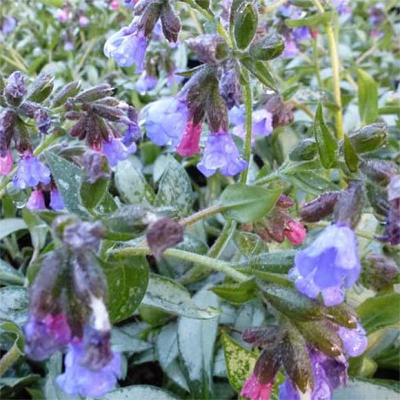 Pulmonaria Samourai - Pulmonaire hybride (Flowering)