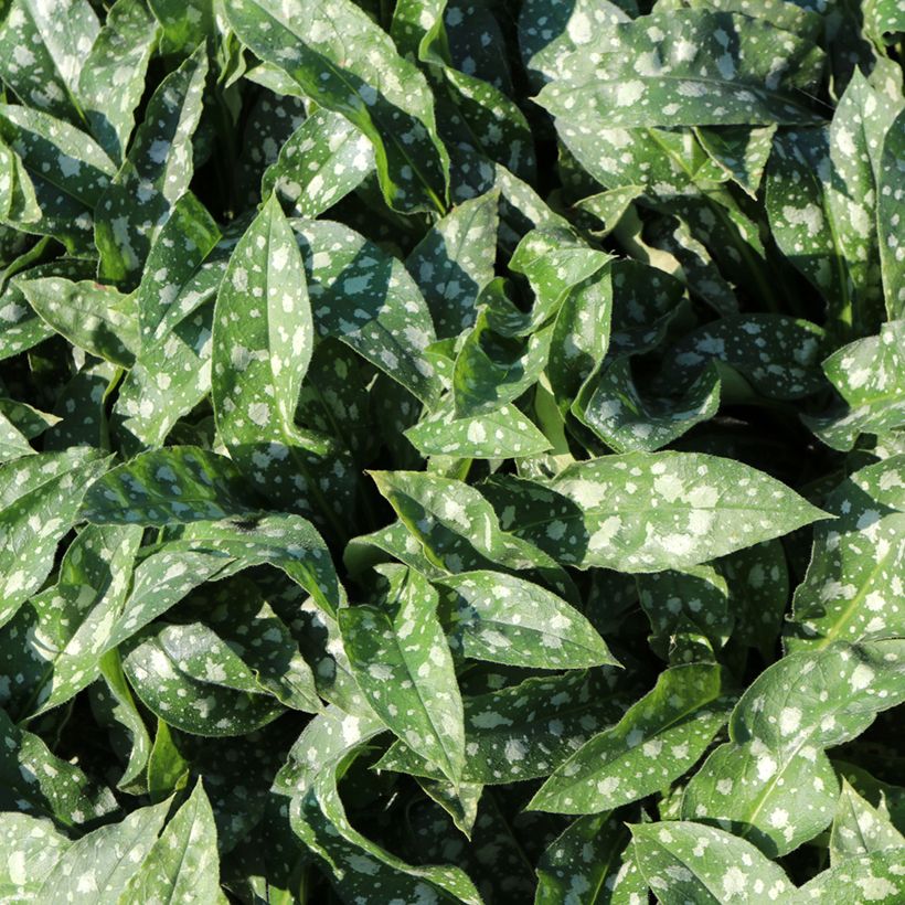 Pulmonaria Trevi Fountain - Pulmonaire hybride (Foliage)