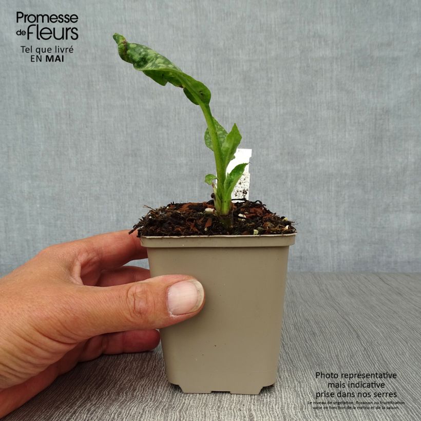 Spécimen de Pulmonaria officinalis - Pulmonaire officinale Godet de 8/9 cm tel que livré au printemps