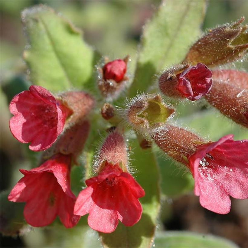 Pulmonaire rouge - Pulmonaria rubra (Flowering)