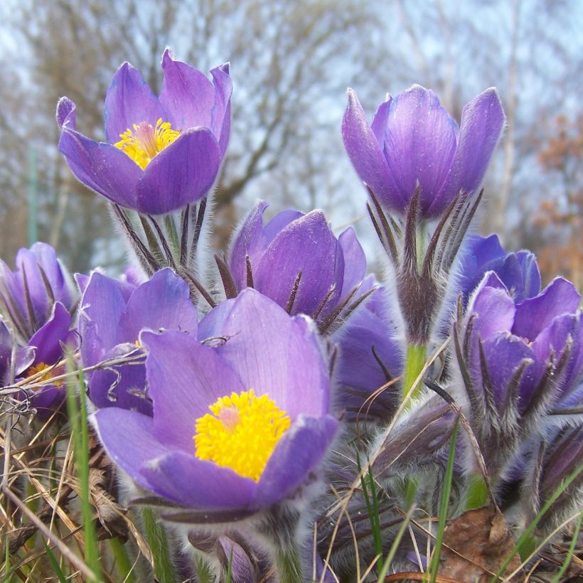Pulsatilla patens - Anémone de prairie (Flowering)