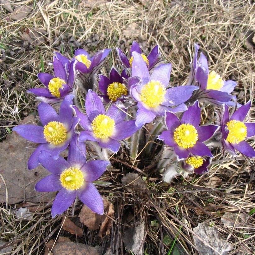 Pulsatilla patens - Anémone de prairie (Plant habit)