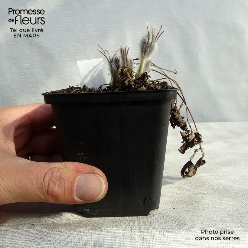 Example of Pulsatilla patens - Anémone de prairie Godet de 8/9 cm as you get in printemps