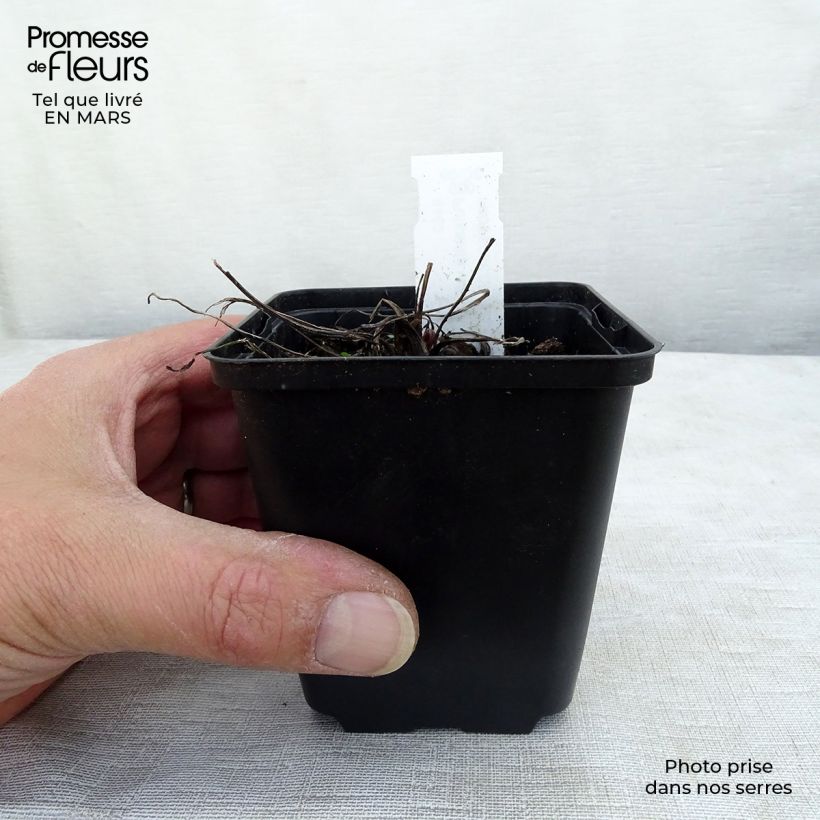 Spécimen de Pulsatilla vulgaris Papageno - Anémone pulsatille Godet de 8/9 cm tel que livré au printemps