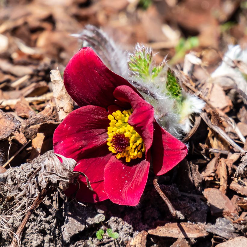Pulsatilla vulgaris Rubra (Röde Klokke) - Anémone pulsatille (Floraison)
