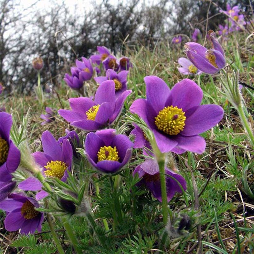 Pulsatilla vulgaris Violet - Anémone pulsatille (Flowering)