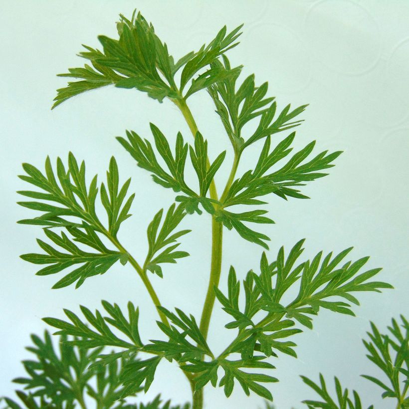 Pulsatilla vulgaris Violet - Anémone pulsatille (Foliage)