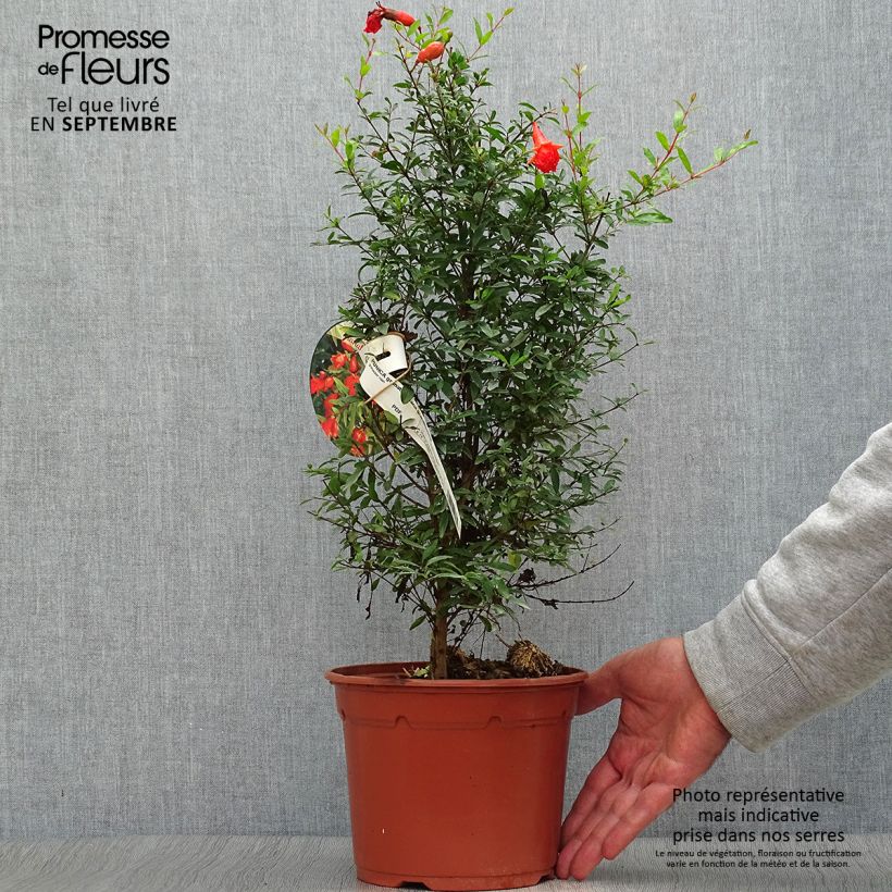 Spécimen de Punica granatum Nana - Grenadier nain  Pot de 2L/3L tel que livré en automne