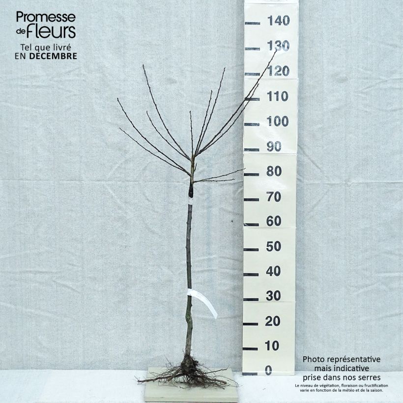 Example of Prunier Reine Claude Dorée ou verte Racines nues, Gobelet as you get in hiver