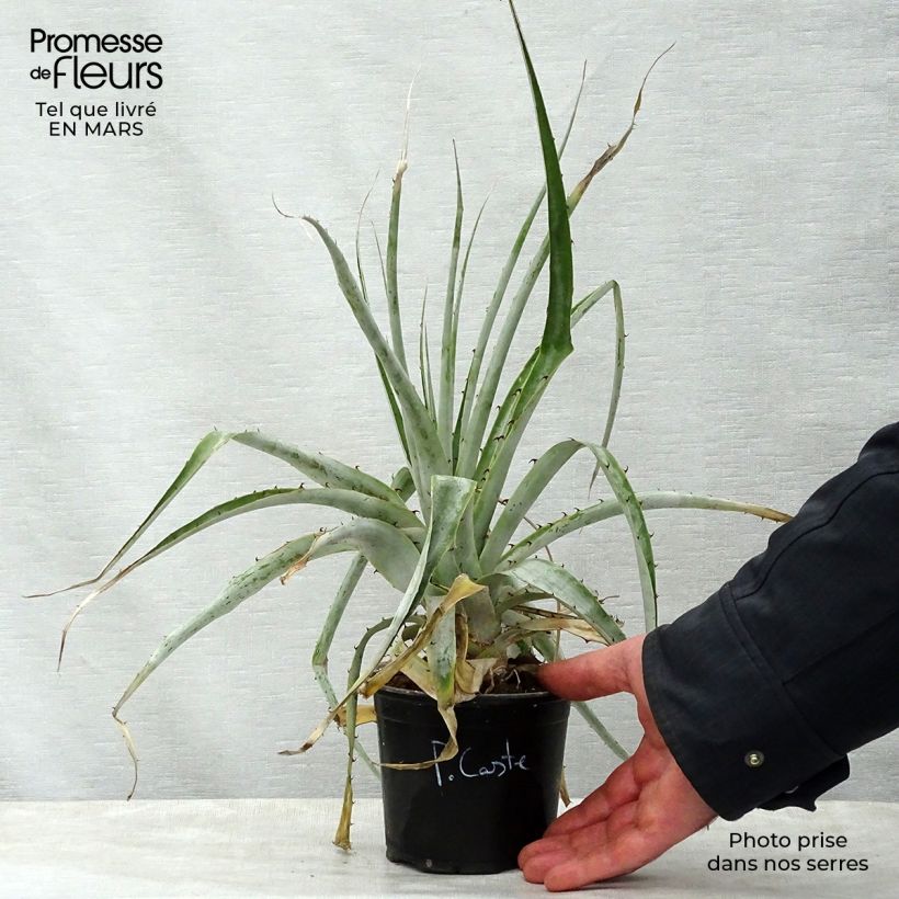 Spécimen de Puya castellanosii  Pot de 12 cm / 13 cm tel que livré au printemps