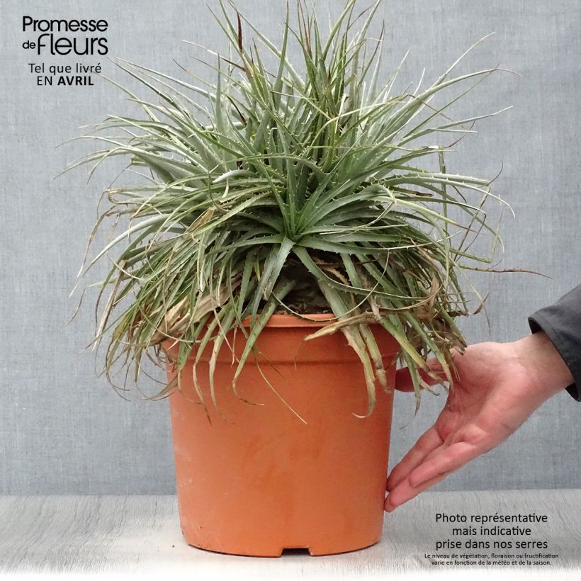Spécimen de Puya venusta - Chagual Pot de 7,5L/10L tel que livré au printemps