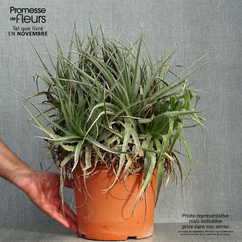 Spécimen de Puya venusta - Chagual Pot de 7,5L/10L tel que livré en automne