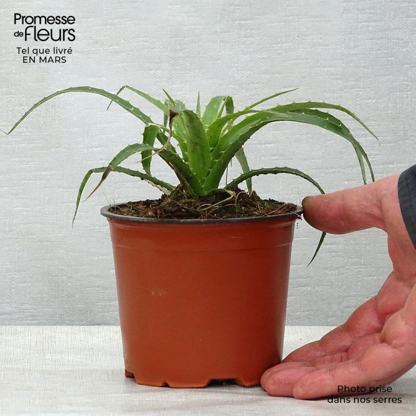Spécimen de Puya weberbaueri - Broméliacée du Pérou Pot de 3L/4L tel que livré au printemps