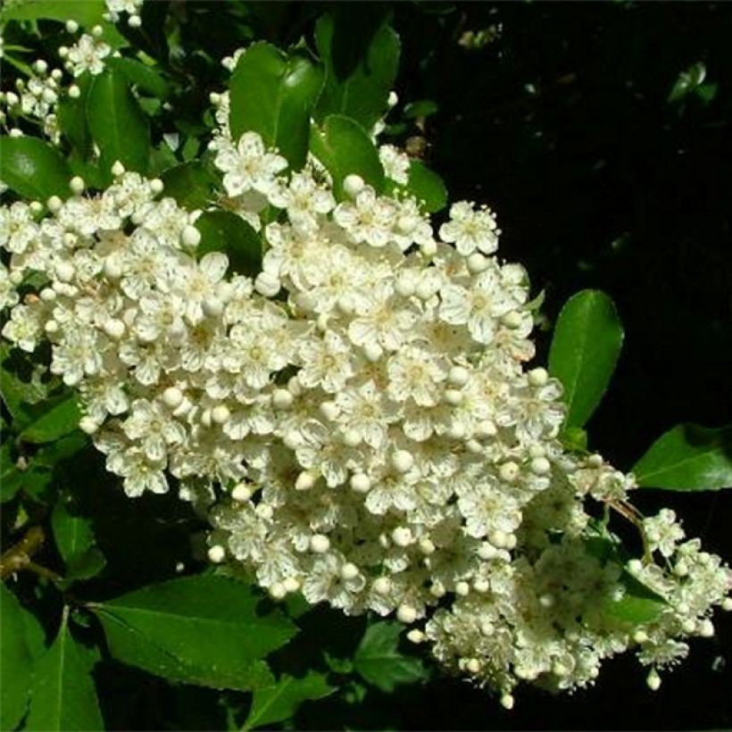 Pyracantha Golden Charmer - Buissont ardent (Flowering)