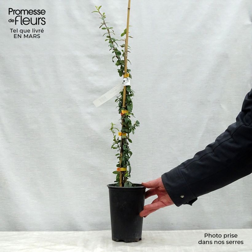 Example of Pyracantha SAPHYR Orange - Buisson ardent Pot de 2L/3L as you get in printemps